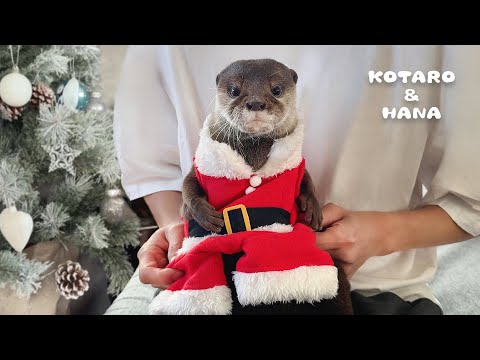 Видео: Выдры устраивают очень веселую рождественскую вечеринку!