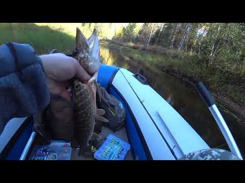 Видео: Спиннинг в Сентябре по таёжной речке и при сильном ветре.