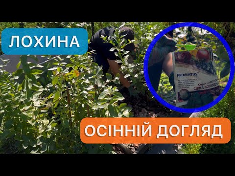Видео: Осінній догляд за лохиною. Все, що потрібно для гігантських, соковитих ягідок в наступному сезоні.
