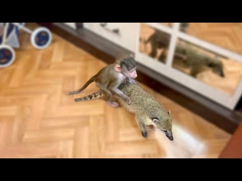 Видео: ОБХОХОЧЕШЬСЯ! Люся сделала из Сени ЕЗДОВУЮ НОСУХУ и развлекается весь вечер)))