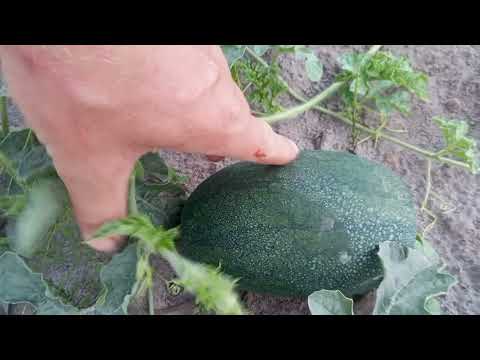 Видео: 🍉 🍈 Основне добриво при росту плодів КАВУНА та ДИНІ. Підживка кавуна.