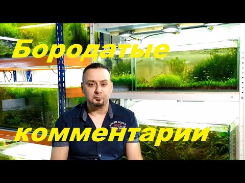 Видео: Красные водоросли в аквариуме. Постскриптум