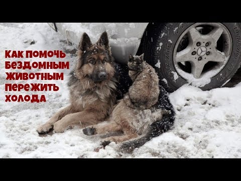 Видео: Как помочь бездомным животным пережить холода