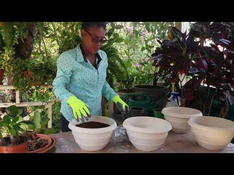 Видео: Простые шаги по размножению и выращиванию большего количества тернового венца