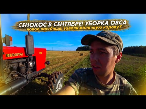 Видео: Собираем урожай. Сенокос в сентябре. Завели молочную корову? Новое пастбище для коров