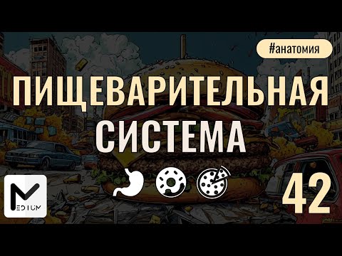 Видео: Пищеварительная система для ЕГЭ по биологии 2025