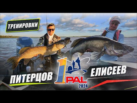 Видео: Рекордный судак Питерцова (10 кг.) !!! Тренировки экипажа к Первому этапу PAL 2024 #ЭкипажLIVE