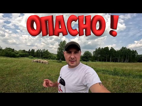 Видео: ОПАСНОЕ СОСЕДСТВО ! РЫСЬ ОХОТИТСЯ ! СТРАУС УБЕЖАЛ ! МАШИНА ПОЛОМАЛАСЬ !