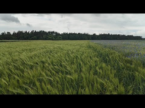 Видео: ячмінь 2025 9 вал 2ручка Яровий посів. І пшениця НС Манжелія від Яровіт(еліта сіяна)
