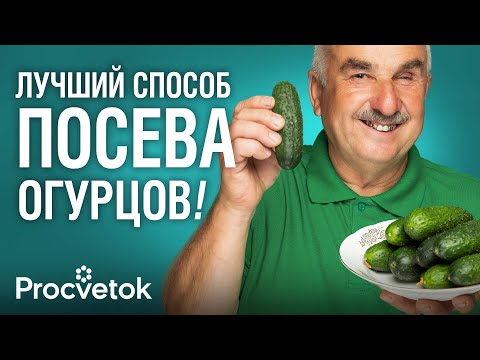 Видео: СОБИРАЮ 500 КГ ОГУРЦОВ ЗА СЕЗОН ПРИ ТАКОМ СПОСОБЕ ПОСЕВА! Агроном рассказал, что любят огурцы