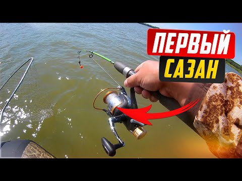 Видео: Первый САЗАН на реке Обь / Рыбалка на САЗАНА.