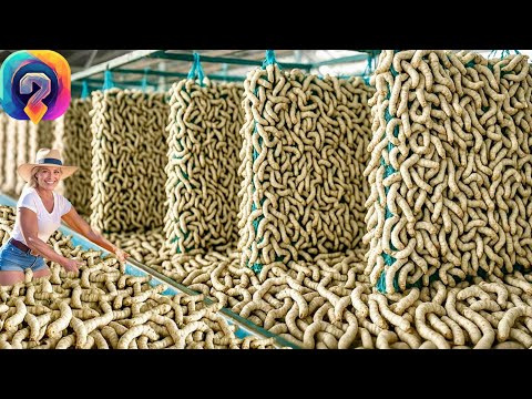 Видео: Как МИЛЛИАРДЫ шелкопрядов выращивают и перерабатывают для получения шелка!  УНИКАЛЬНЫЕ КАДРЫ!