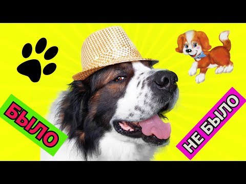 Видео: БЫЛО или НЕ БЫЛО. Челлендж. Московская сторожевая Булат Говорящая собака