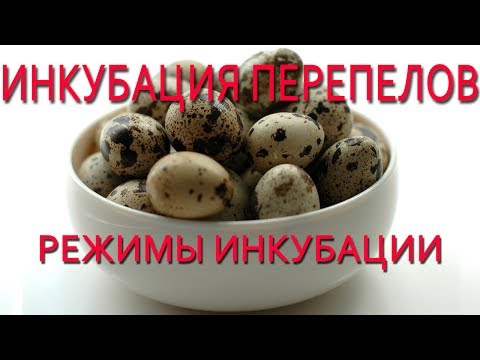 Видео: Инкубация перепелов.  Режим инкубации