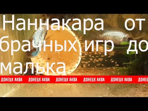 Видео: Наннакара. Reproduction of Nannacara, Nannacara Zucht, la cría Nannacara, Incubation of caviar