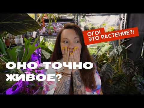 Видео: ОБЗОР топ-10: самые НЕОБЫЧНЫЕ удивительные РАСТЕНИЯ в моей коллекции