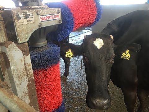 Видео: Синхронизация охоты у коров и телок