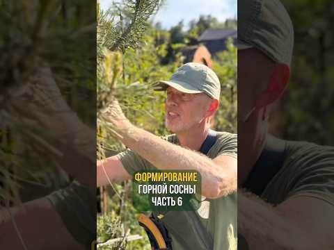 Видео: Формирование горной сосны. Часть 6