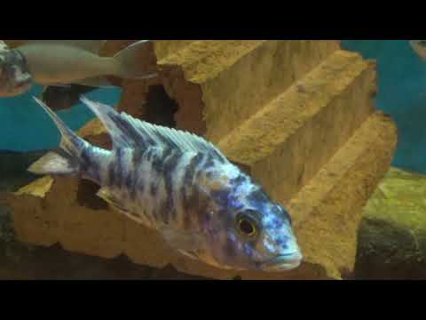Видео: Аквариумные рыбки.Часть 41.Хромис красавец.Нерест.