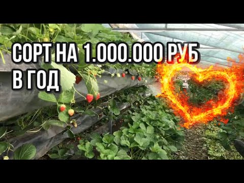 Видео: Мурано в малообъемке | агросопровождение | спасение от нематоды