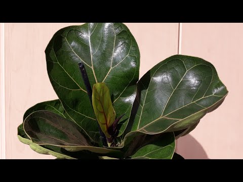 Видео: 🌱 Фикус Лирата " Бамбино" черенкуем, укорененяем! /за 14-18 дней, отличный результат/👍