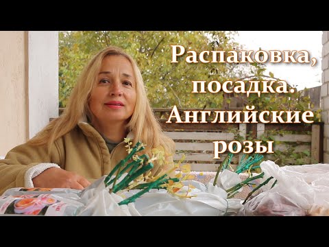 Видео: Обязательно посадите эти розы осенью! Английские розы. Распаковка. Посадка без ошибок