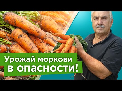 Видео: СРОЧНО ВЫКОПАЙТЕ МОРКОВЬ, когда увидите эти признаки! Морковь будет сочной,ровной и долежит до весны