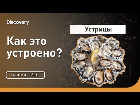 Видео: Устрицы | Как это устроено? | Discovery