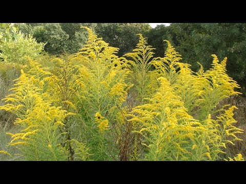 Видео: Золотарник, взяток и аномальное расположение клуба в зиму.