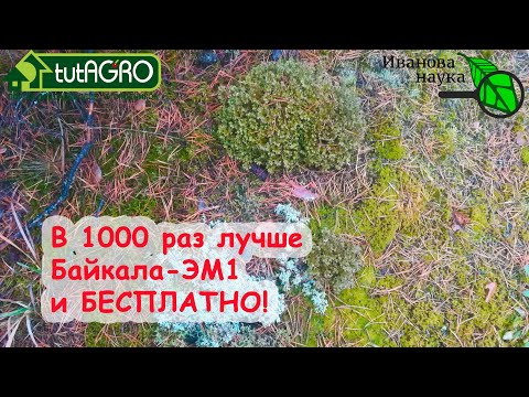 Видео: ВМЕСТО ДОРОГИХ ПРЕПАРАТОВ - ПОДКОРМКА МХОМ! Заготовка мха зимой и летом! Какой мох лучше и для чего.