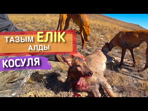 Видео: ЖАЯУ ЕЛІКТІ ТАЗЫМЕН ОСЫЛАЙ ҰСТАУҒА БОЛАДЫ.  Ходовая охота на КОСУЛЮ с ГРЕЙХАУНДами.