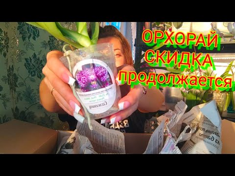 Видео: Самая ДОРОГАЯ орхидея из ПОСЫЛКИ @orhorai ХОЧЕТ ПИТЬ Срочно ПОЛИВ