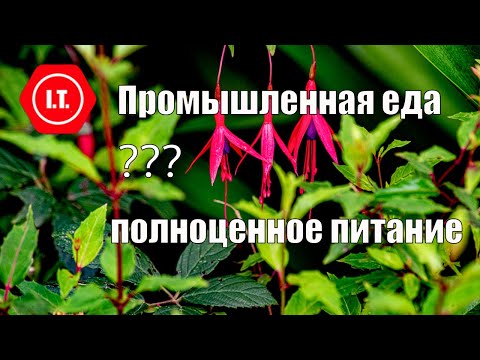 Видео: Промышленная еда - что важно знать. Лекция Ирены Тарвид.