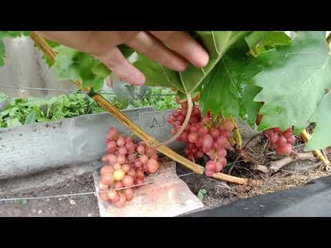 Видео: Вариант выращивания винограда в открытом грунте.  Нижегородская обл.