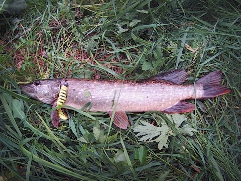 Видео: ловля щуки в июне