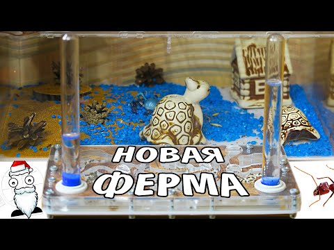 Видео: Конец переселения! Муравьи в новой ферме в 4K