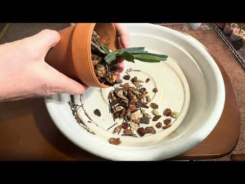 Видео: Как выглядит орхидея ангрекум после пересадки . Angreacum didieri .. выращивание вандовых  в горшках