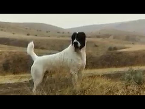 Видео: 🇰🇿Қарабас чемпион (ТМД). Бекболат ағамыздың төбет шаруашылығы 🇰🇿