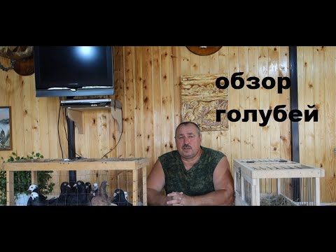 Видео: ОБЗОР ПЕРМСКИХ ВЫСОКОЛЕТНЫХ ГОЛУБЕЙ