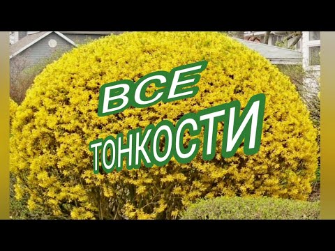 Видео: ФОРЗИЦИЯ. ОБРЕЗКА КУСТАРНИКА.