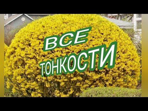 Видео: ФОРЗИЦИЯ. ОБРЕЗКА КУСТАРНИКА.