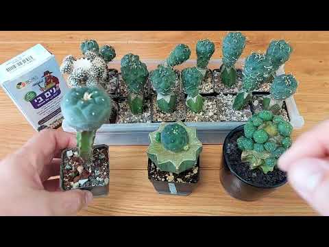 Видео: Cactus grafting. Сильнный привой и слабый подвой и наоборот.