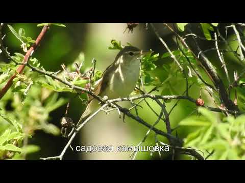 Видео: Луговые птицы Битцевского леса