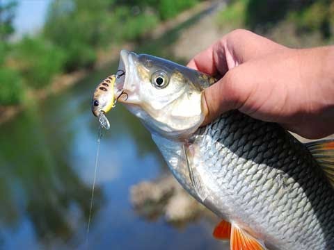 Видео: УЛОВИСТЫЕ ВОБЛЕРЫ НА ГОЛАВЛЯ И БЕЛОГО ХИЩНИКА 2016г.