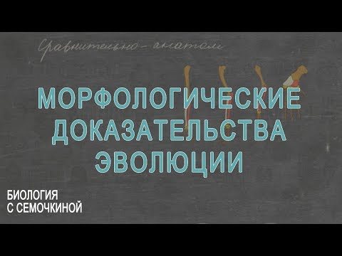 Видео: Морфологические доказательства эволюции