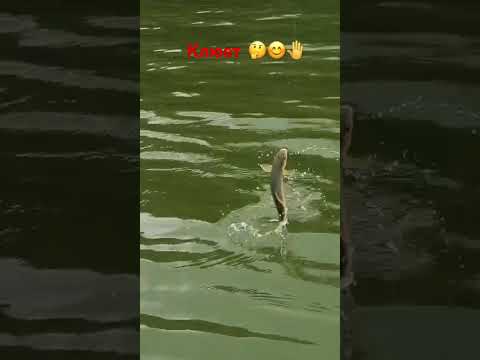 Видео: 11 сентября 2025 г.