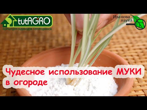 Видео: Для чего опытные агрономы используют МУКУ в огороде? Мука - удобрение и безвредная защита растений.
