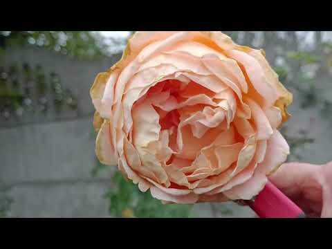 Видео: Черенкування з укорінювачем !//З гілки !//Подяка всим за сад Дружби !///