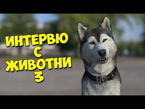 Видео: ИНТЕРВЮ С ЖИВОТНИ 3