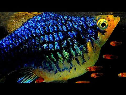 Видео: Разведение плоских рыб | Плати #родила 83 ребенка | Когда #утконос рожает #ксифофор